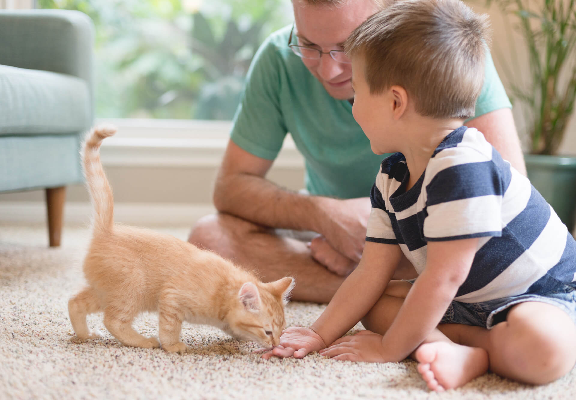 kitten with little boy and man